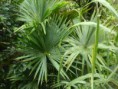 /album/fotogaleria-plantas-y-reforestacion/palma-palmito-jpg/
